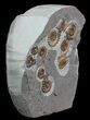 Promicroceras Ammonite Cluster - Dorset, England #65363-2